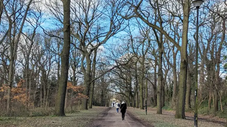 Avenue of Turkey Oaks Norfolk Park